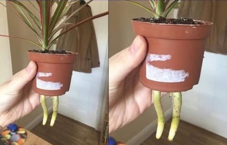 cái cây - Ảnh 1.