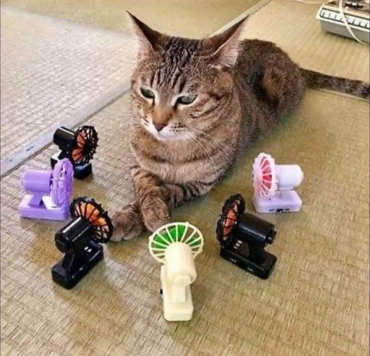 cái cây - Ảnh 3.