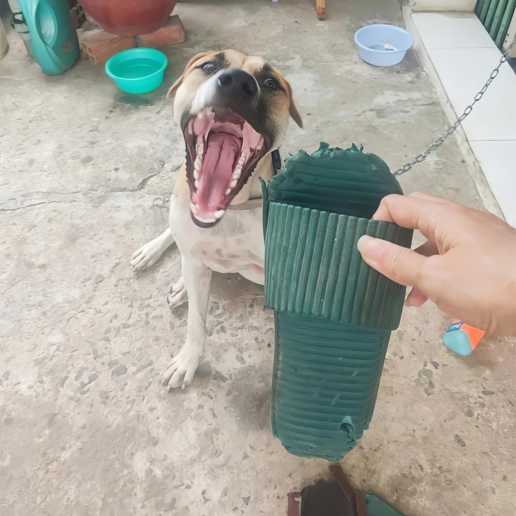 đi học - Ảnh 5.