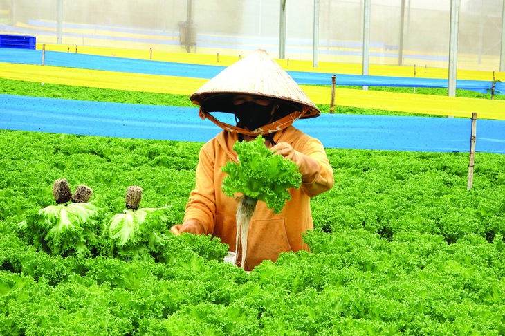 rau an toàn - Ảnh 1.