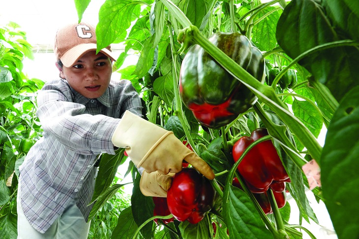 rau an toàn - Ảnh 2.