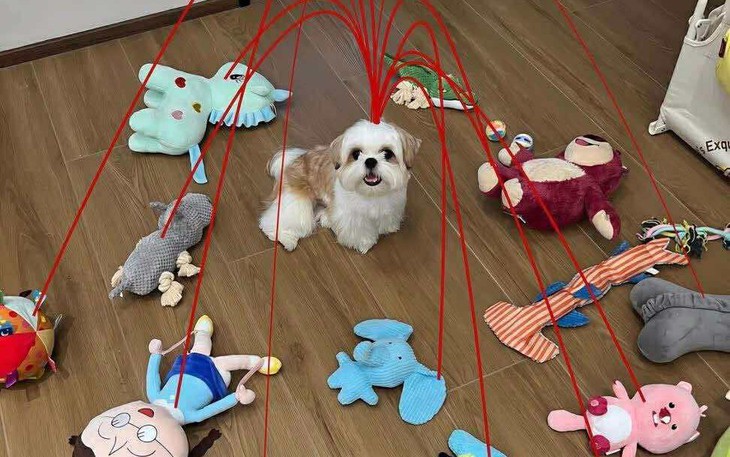 Sư Tử Ăn Chay tiếp tục lên tiếng, lần này vì lý do gì? - Ảnh 6.