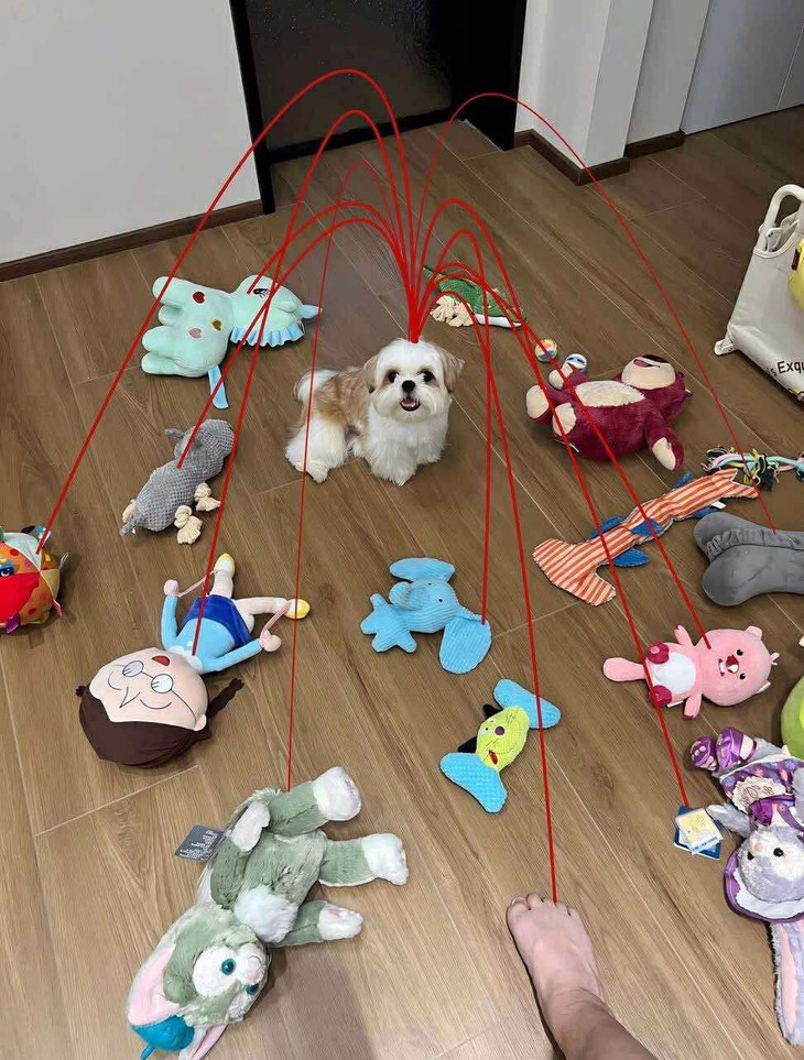 chú chó - Ảnh 1.