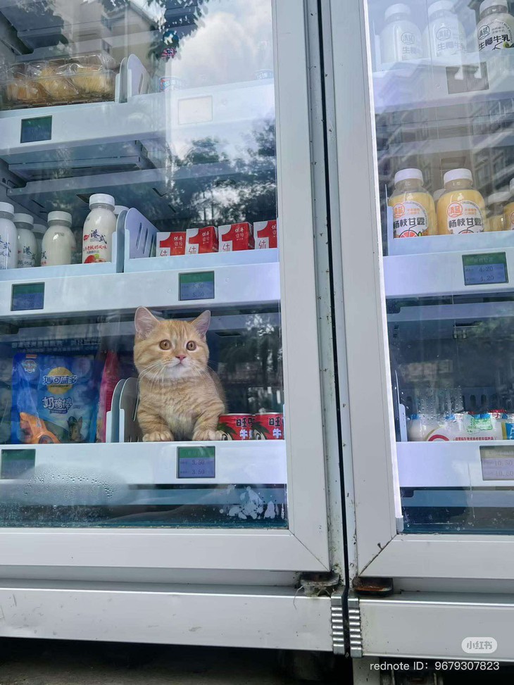 chú chó - Ảnh 6.