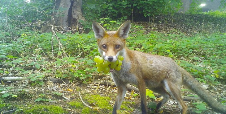 chú chó - Ảnh 4.