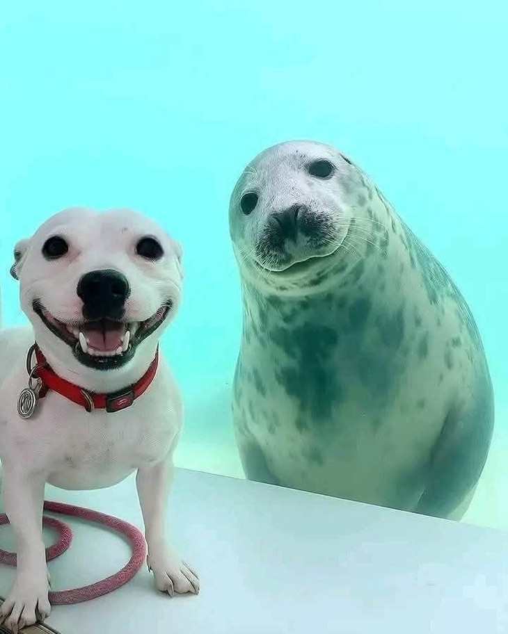 chú chó - Ảnh 2.