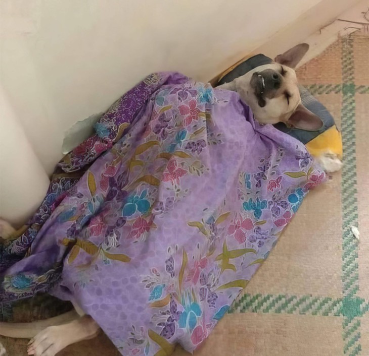 tự động - Ảnh 4.