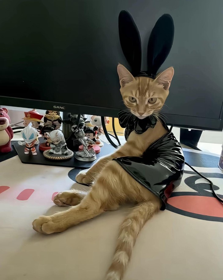 tự động - Ảnh 3.