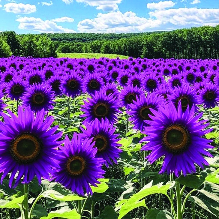 trí tuệ AI - Ảnh 4.