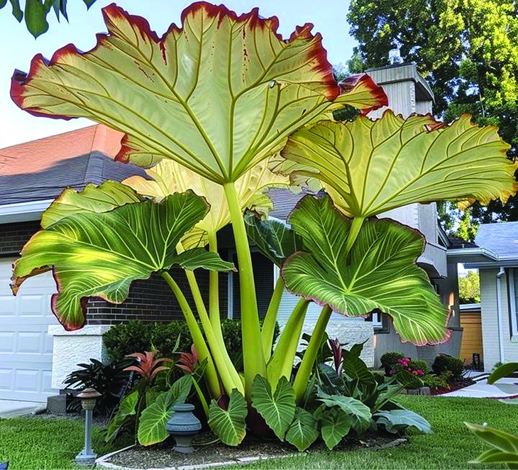 trí tuệ AI - Ảnh 6.