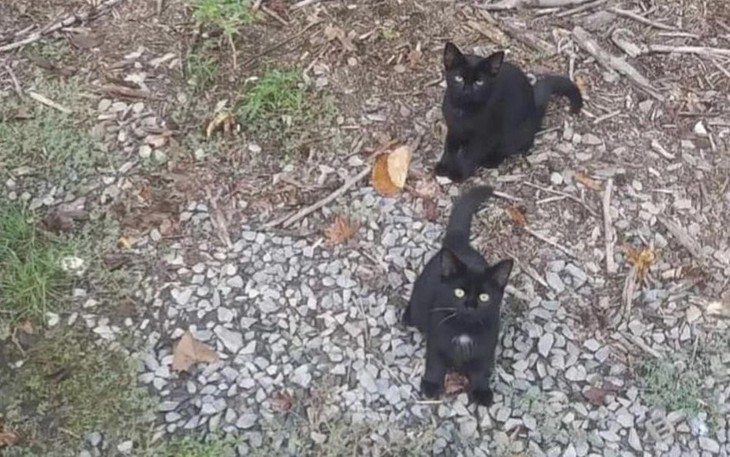 Thành ngữ than thở số phận này là gì? - Ảnh 5.