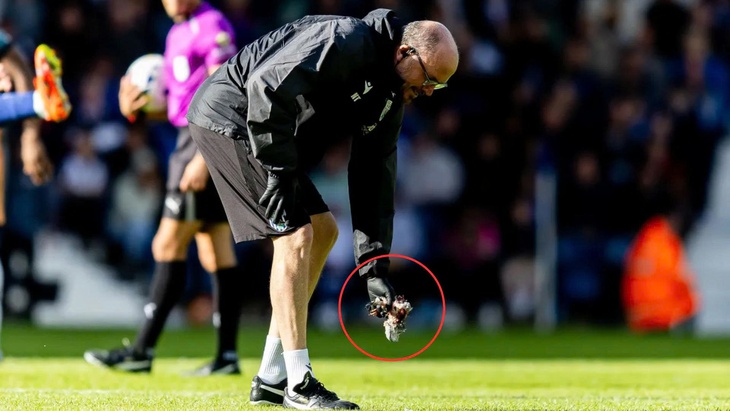 chim bồ câu - Ảnh 1.