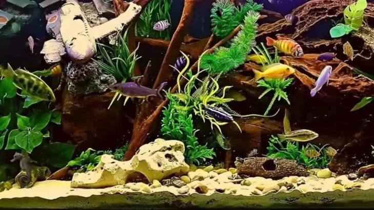 cá ngựa - Ảnh 1.