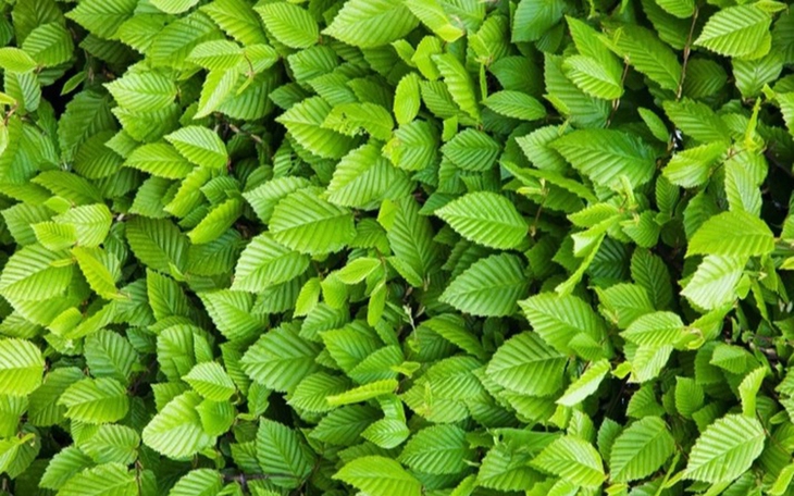 Mắt cú vọ mới thấy con chó ẩn giấu ở đâu - Ảnh 7.