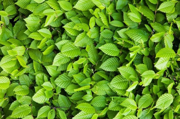 Thử tài tinh mắt: Châu chấu ẩn giấu ở đâu? - Ảnh 1.