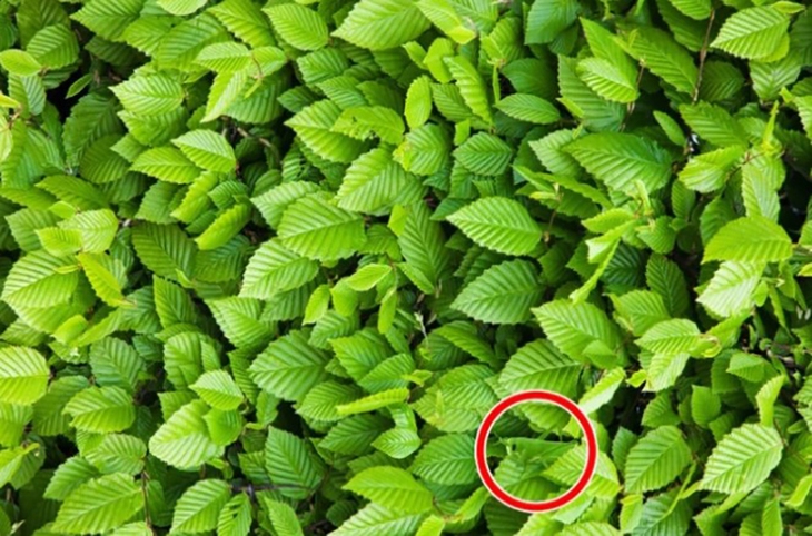 Thử tài tinh mắt: Châu chấu ẩn giấu ở đâu? - Ảnh 2.