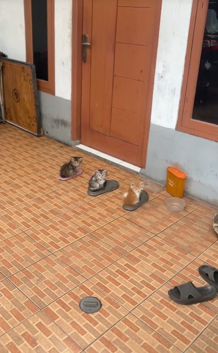 Ảnh vui 17-9: 'Không biết nên cho nhỏ này 3 mũi không ta?' - Ảnh 3.