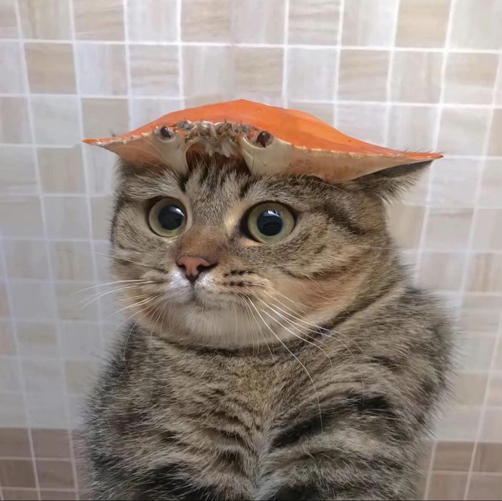 Ảnh vui 18-9: Bác sĩ bảo 'đau thì giơ tay lên' - Ảnh 5.