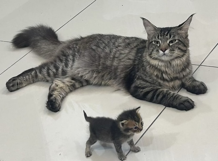 Ảnh vui 19-9: Toán học khi kết hợp Tiếng Anh kiểu... - Ảnh 5.