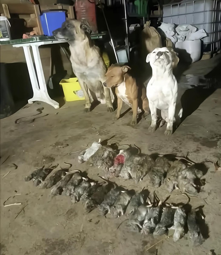 Ảnh vui 19-9: Toán học khi kết hợp Tiếng Anh kiểu... - Ảnh 4.