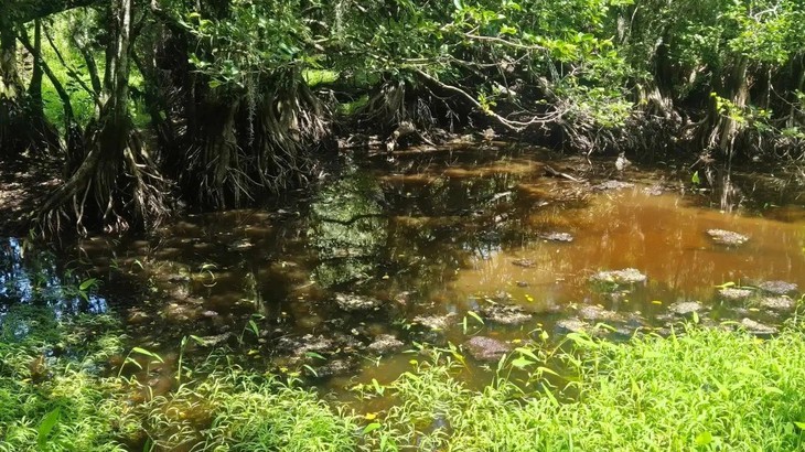 Thử tài tinh mắt: Cá sấu ẩn nấp ở đâu? - Ảnh 1.