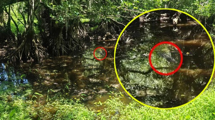 Thử tài tinh mắt: Cá sấu ẩn nấp ở đâu? - Ảnh 2.