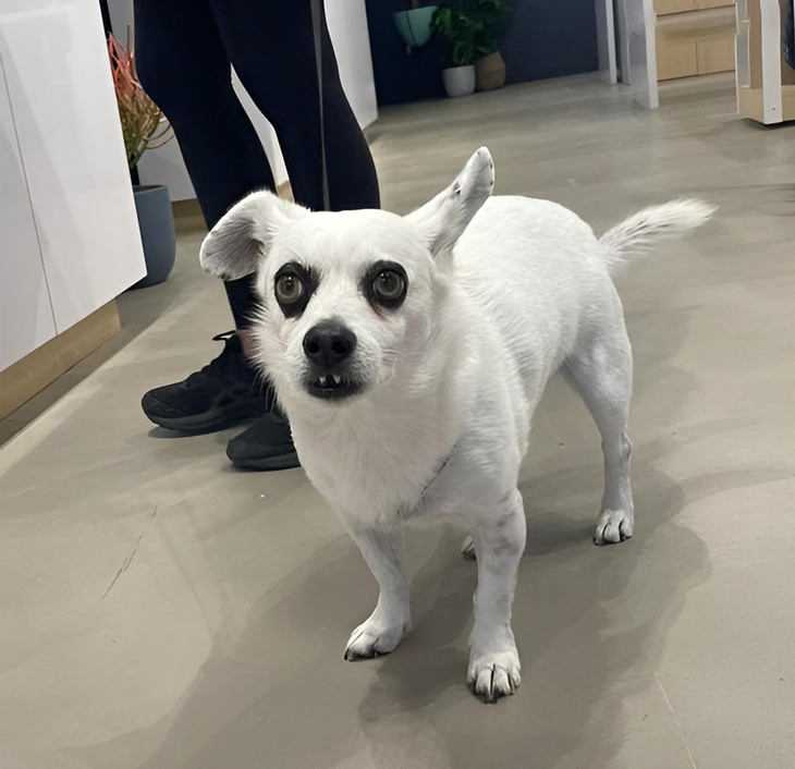 Ảnh vui 23-9: Áp lực... đồng trang lứa - Ảnh 5.