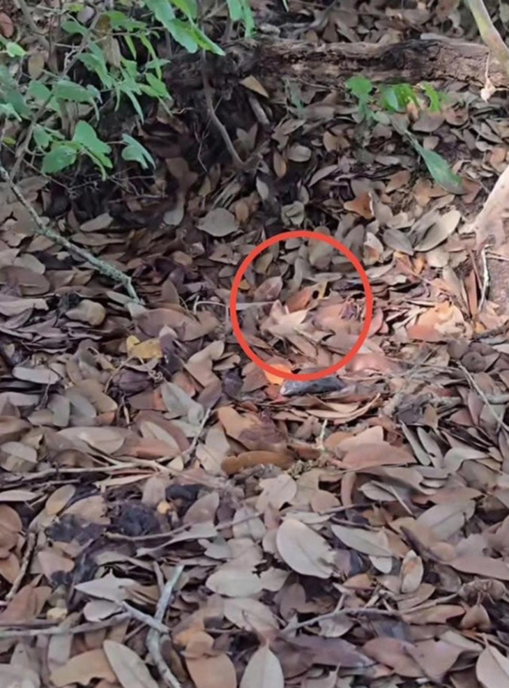 Thử tài tinh mắt: Con rắn ngụy trang ở đâu? - Ảnh 2.