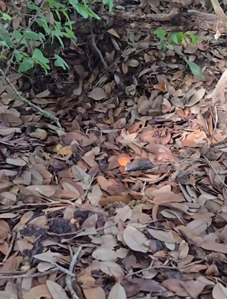 Thử tài tinh mắt: Con rắn ngụy trang ở đâu? - Ảnh 1.