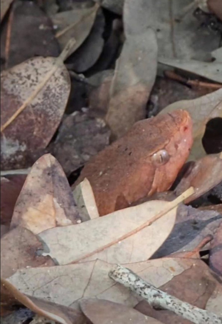 Thử tài tinh mắt: Con rắn ngụy trang ở đâu? - Ảnh 3.