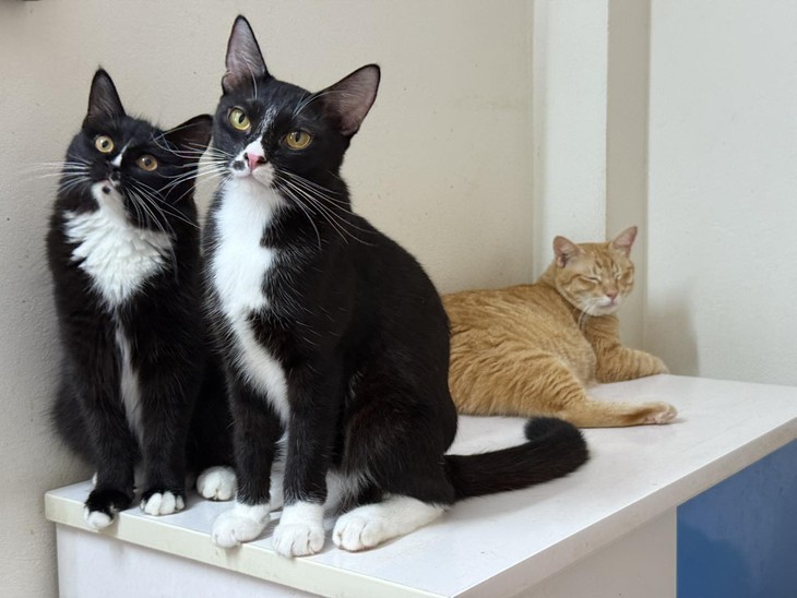 Ảnh vui 24-9:  Hết hồn bánh mì IELTS - 10.000.000 đồng/ổ - Ảnh 2.