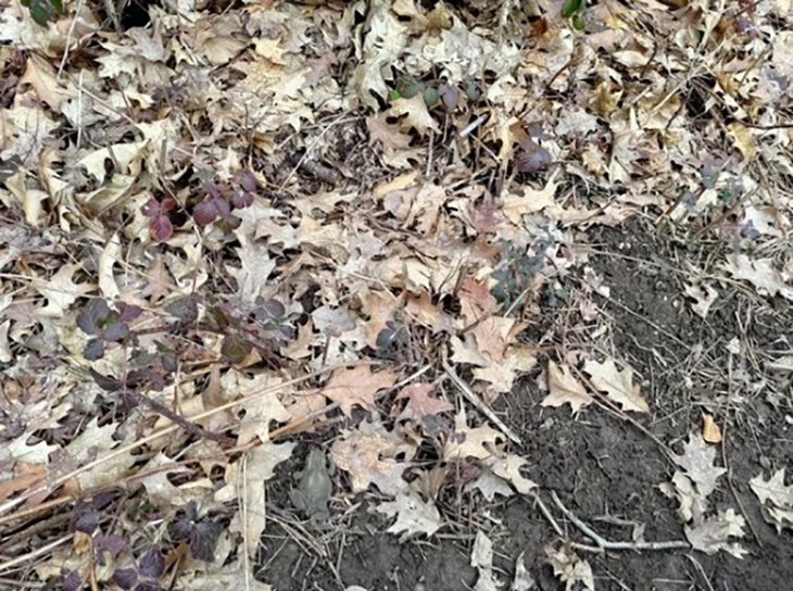 Hơn 90% người không thể đếm chính xác số lượng khuôn mặt ẩn giấu trong hình - Ảnh 3.