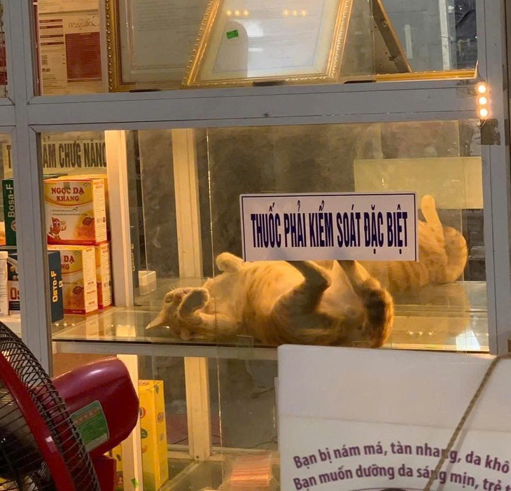 Ảnh vui 24-9:  Hết hồn bánh mì IELTS - 10.000.000 đồng/ổ - Ảnh 3.