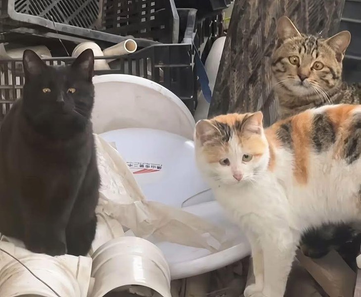 Ảnh vui 25-9: 'Sự tiến hóa' của chữ A - Ảnh 4.