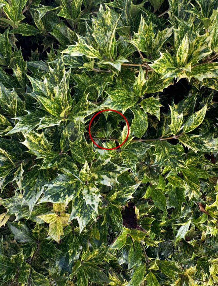 Thử tài tinh mắt: Chỉ 5% người tìm thấy con ếch trong 7 giây - Ảnh 2.