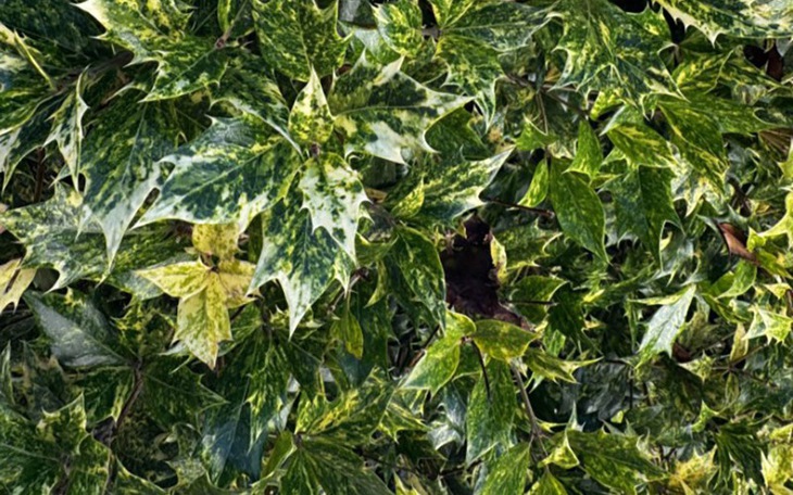 Hai cậu bé ẩn giấu ở đâu? - Ảnh 8.