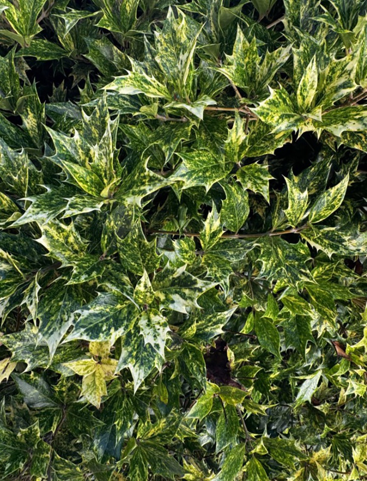 Thử tài tinh mắt: Chỉ 5% người tìm thấy con ếch trong 7 giây - Ảnh 1.