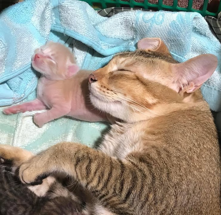 Ảnh vui 26-9: Dân mạng hiến kế vui giúp gia chủ ở Hải Phòng dời nhà - Ảnh 5.