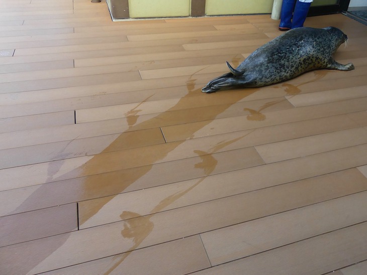 Ảnh vui 26-9: Dân mạng hiến kế vui giúp gia chủ ở Hải Phòng dời nhà - Ảnh 2.