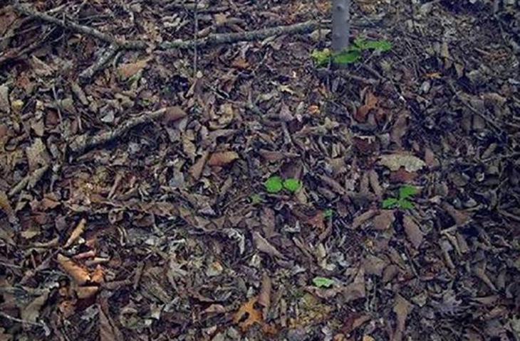 Con rắn ngụy trang ở đâu? - Ảnh 1.