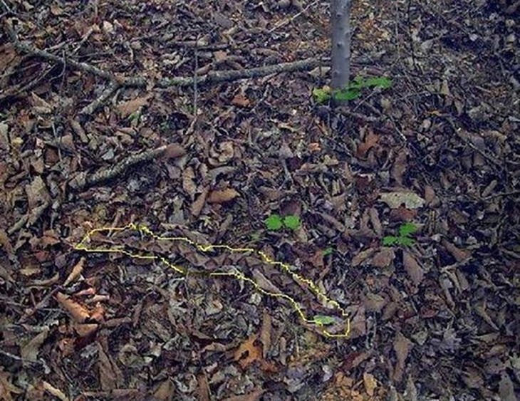 Con rắn ngụy trang ở đâu? - Ảnh 2.