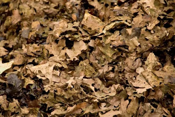 Thử tài tinh mắt - Ảnh 3.