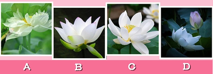 chuyện thiên hạ - Ảnh 1.