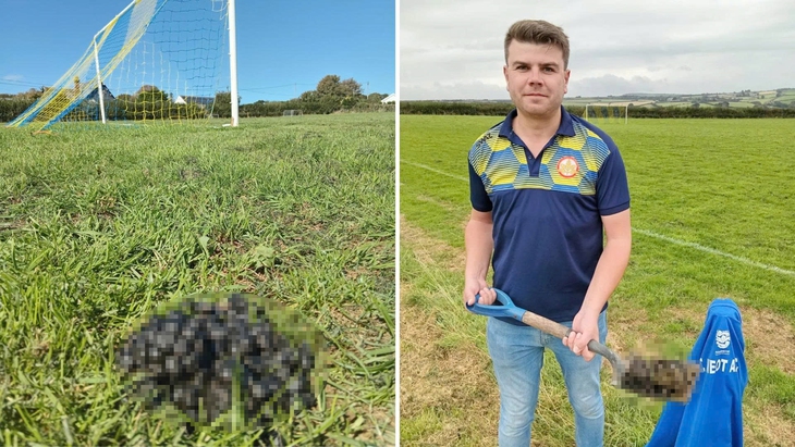 Trận bóng đá Anh bị hoãn vì 200 con cừu tràn vào sân - Ảnh 1.