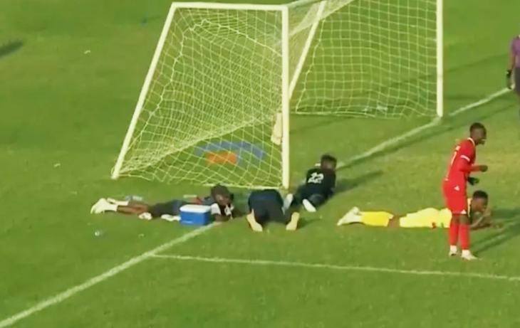 đàn ong - Ảnh 3.