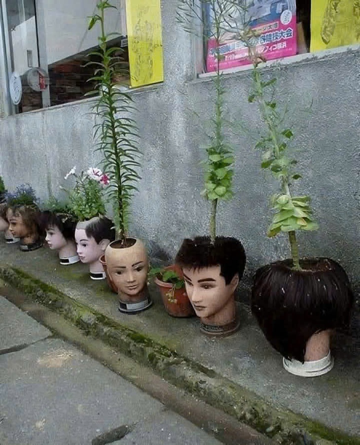 chôm chôm - Ảnh 4.