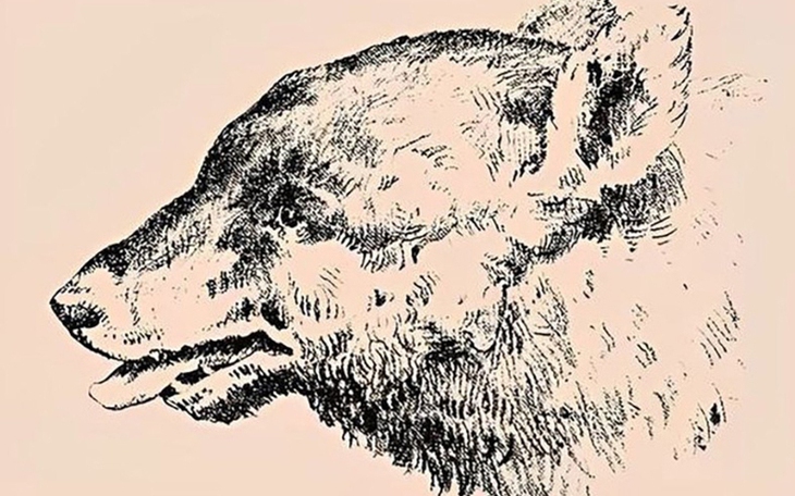 Người tinh mắt mới thấy 4 con mèo - Ảnh 9.