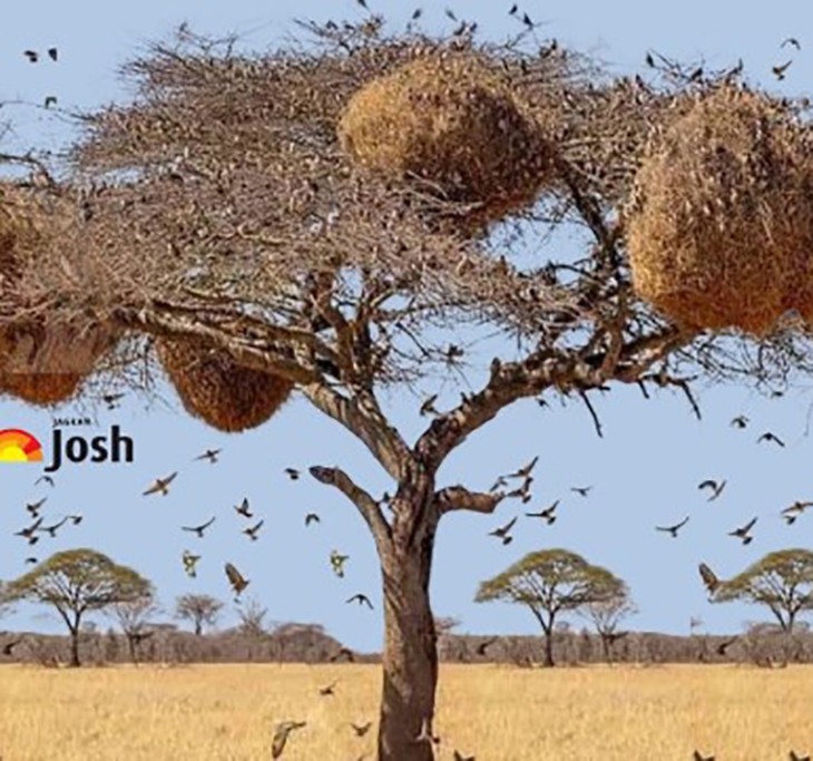 thử tài tinh mắt - Ảnh 3.