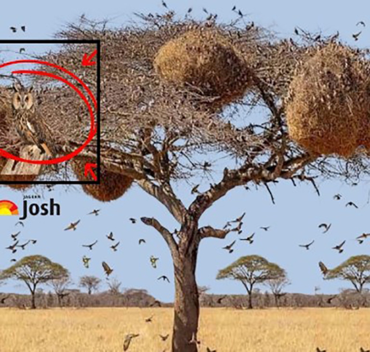 thử tài tinh mắt - Ảnh 4.