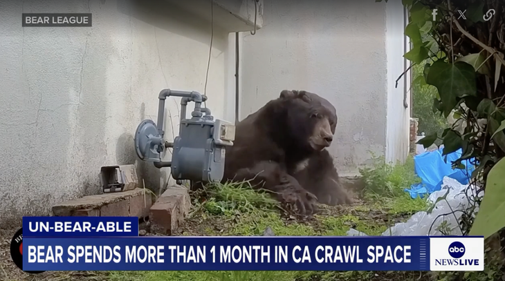 Hai tháng sống 'chung nhà' với chú gấu đen 260kg - Ảnh 1.